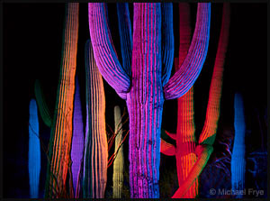saguaros