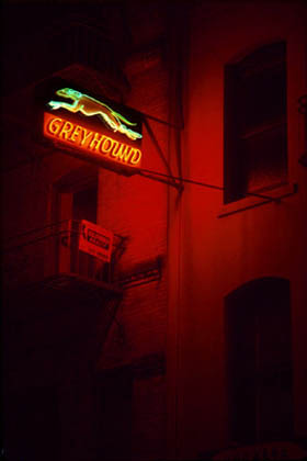 greyhound