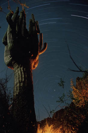 saguaro